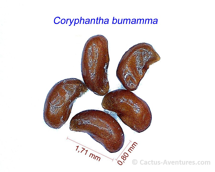 Coryphantha bumamma